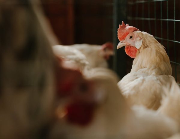 pexels-cottonbro-4911736