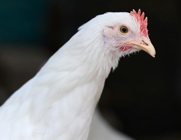 pexels-erwin-bosman-118283-35057569